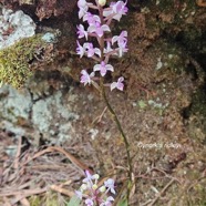 Cynorkis ridleyi Orchidaceae Indigène La Réunion 13.jpeg