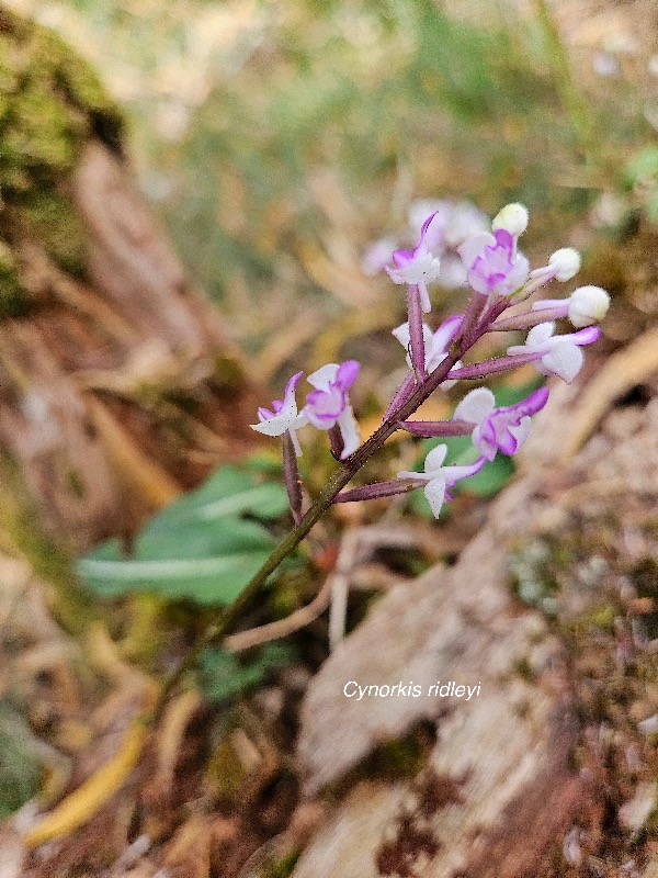 cynorkis ridleyi Orchidaceae Indigène La Réunion 56.jpeg