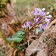 cynorkis ridleyi Orchidaceae Indigène La Réunion 56.jpeg