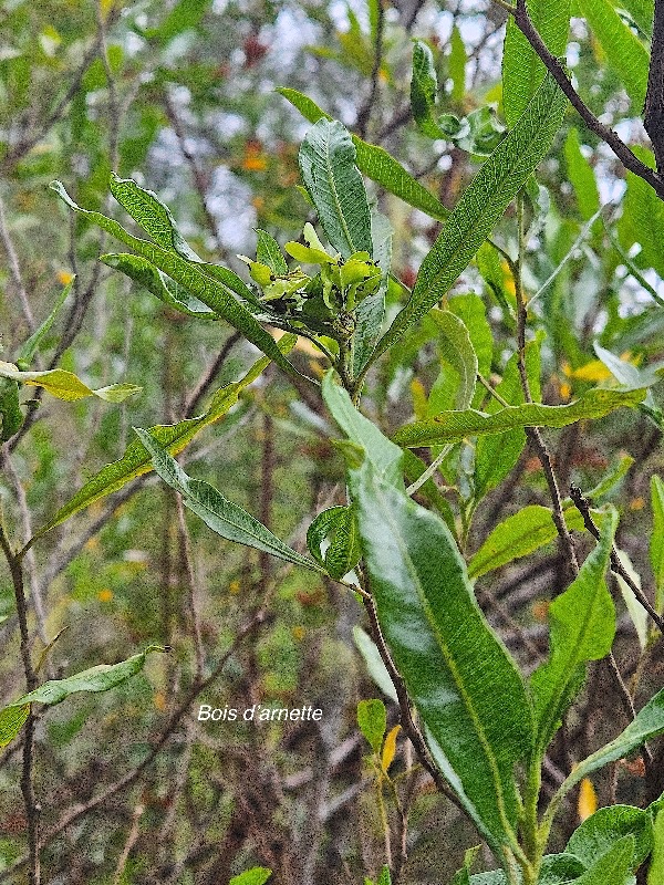 Dodonaea viscosa Bois d'arnette Sapindaceae Indigène La Réunion 49.jpeg