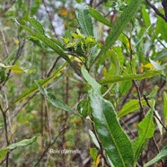 Dodonaea viscosa Bois d'arnette Sapindaceae Indigène La Réunion 49.jpeg