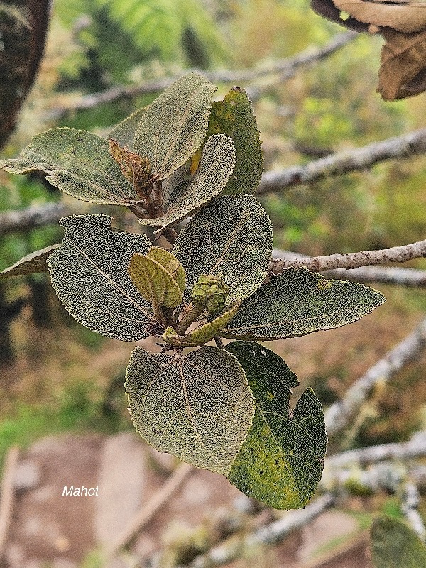 Dombeya ficulnea Mahot Malvaceae Endémique la Réunion 19.jpeg