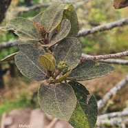 Dombeya ficulnea Mahot Malvaceae Endémique la Réunion 19.jpeg