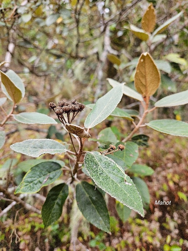 Dombeya punctata Mahot Malvaceae Endémique La Réunion 448.jpeg