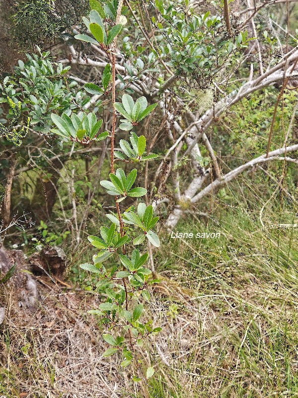 Embelia angustifolia Liane savon Primulaceae Endémique La Réunion, Maurice 900.jpeg