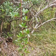 Embelia angustifolia Liane savon Primulaceae Endémique La Réunion, Maurice 900.jpeg