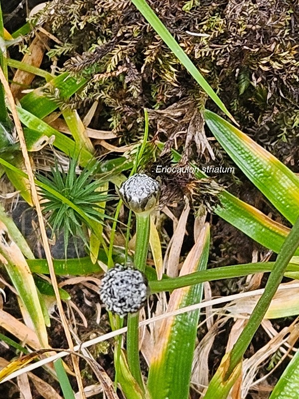 Eriocaulon striatum Eriocaulaceae Indigène La Réunion 28.jpeg