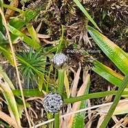 Eriocaulon striatum Eriocaulaceae Indigène La Réunion 28.jpeg