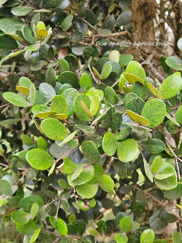 Eugenia buxifolia bois de nèfles à petites feuilles Myrtaceae Endémique La Réunion 30.jpeg