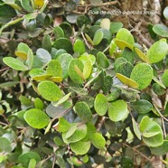 Eugenia buxifolia bois de nèfles à petites feuilles Myrtaceae Endémique La Réunion 30.jpeg