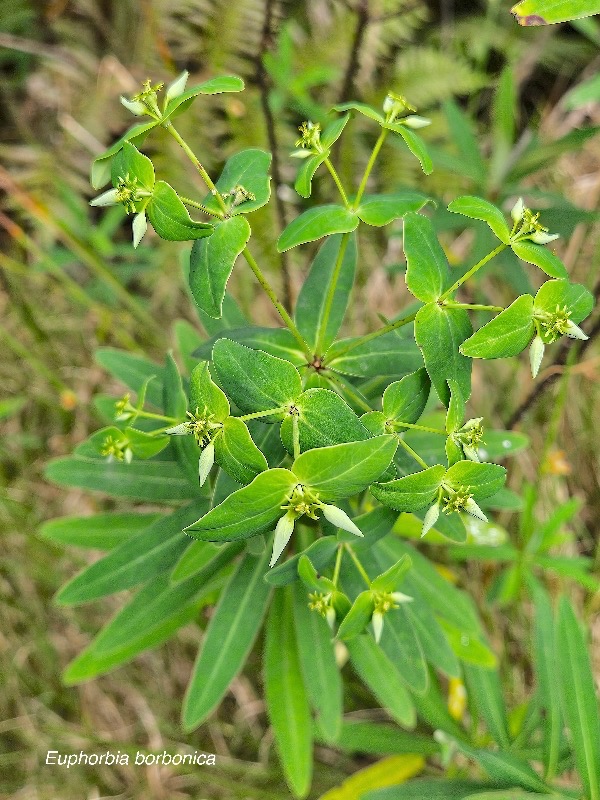 Euphorbia borbonica Euphorbiaceae Endémique La Réunion 54.jpeg