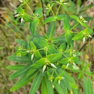 Euphorbia borbonica Euphorbiaceae Endémique La Réunion 54.jpeg