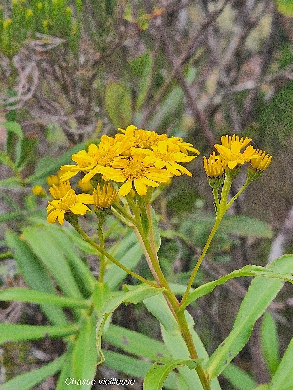 Faujasia salicifolia Chasse vieillesse Asteraceae Endémique La Réunion 39.jpeg