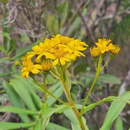 Faujasia salicifolia Chasse vieillesse Asteraceae Endémique La Réunion 39.jpeg