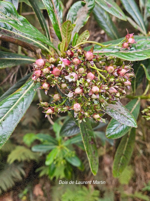 Forgesia racemosa Bois de Laurent Martin Escalloniaceae Endémique La Réunion 20.jpeg