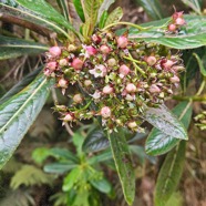 Forgesia racemosa Bois de Laurent Martin Escalloniaceae Endémique La Réunion 20.jpeg