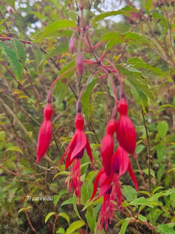 Fuchsia magellanica Ti zanneau Onagraceae Amphinaturalisé 43.jpeg