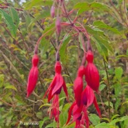 Fuchsia magellanica Ti zanneau Onagraceae Amphinaturalisé 43.jpeg