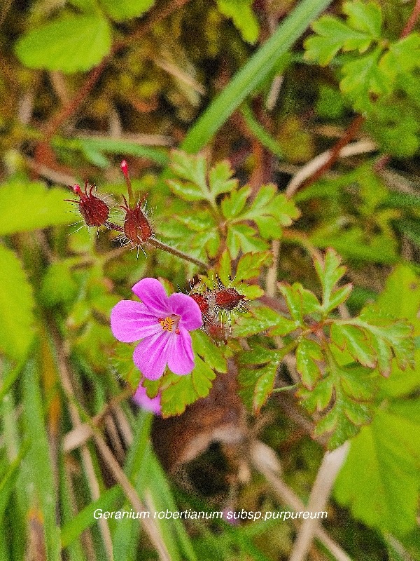 Geranium robertianum subsp purpureum Geraniaceae .jpeg