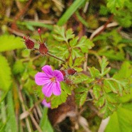 Geranium robertianum subsp purpureum Geraniaceae .jpeg