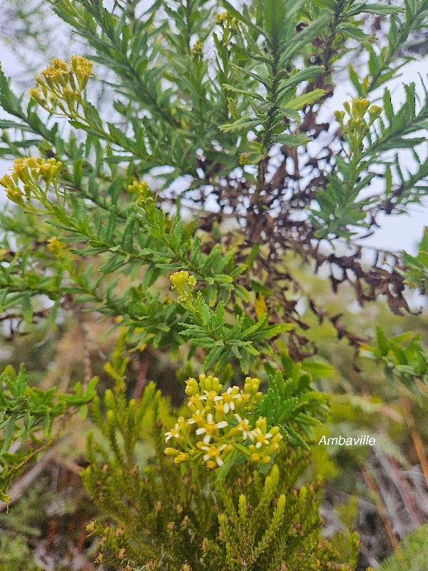 Hubertia ambavilla Ambaville Asteraceae Endémique La Réunion, Maurice 09.jpeg