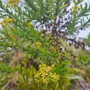 Hubertia ambavilla Ambaville Asteraceae Endémique La Réunion, Maurice 09.jpeg