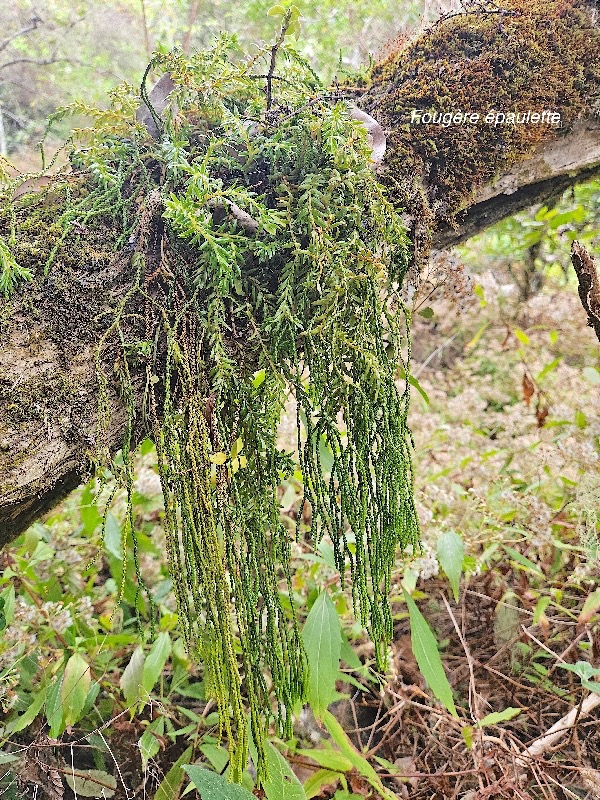 Huperzia ophioglossoides Fougère épaulette Lycopodiaceae Indigène La Réunion 231.jpeg