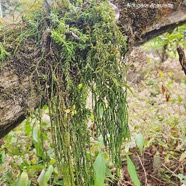 Huperzia ophioglossoides Fougère épaulette Lycopodiaceae Indigène La Réunion 231.jpeg