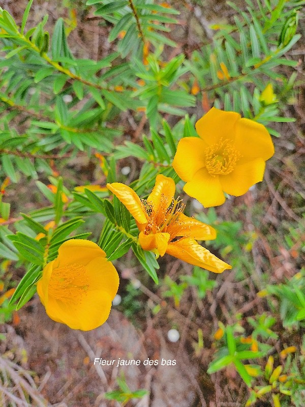 Hypericum lanceolatum subsp Lanceolatum Fleur jaune des bas Hypericaceae Indigène La Réunion 211.jpeg