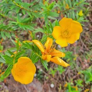 Hypericum lanceolatum subsp Lanceolatum Fleur jaune des bas Hypericaceae Indigène La Réunion 211.jpeg