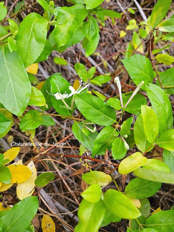 Lonicera japonica Chèvrefeuille du Japon Caprifoliaceae Amphinaturalisé 200.jpeg