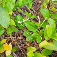 Lonicera japonica Chèvrefeuille du Japon Caprifoliaceae Amphinaturalisé 200.jpeg