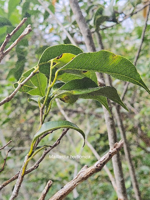 Maillardia borbonica Bois de maman Moraceae Endémique La Réunion 17.jpeg