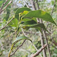 Maillardia borbonica Bois de maman Moraceae Endémique La Réunion 17.jpeg