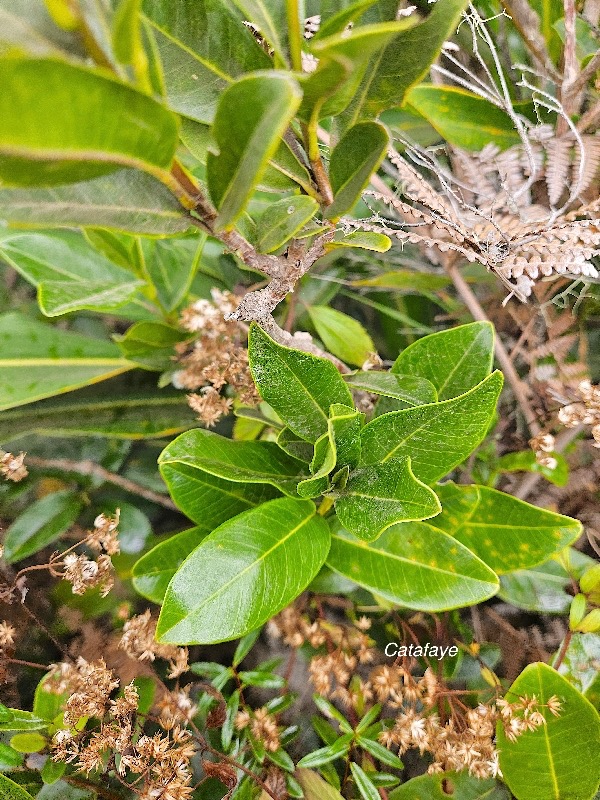 Melicope borbonica Catafaye Rutaceae Endémique La Réunion 25.jpeg