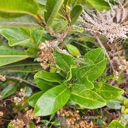 Melicope borbonica Catafaye Rutaceae Endémique La Réunion 25.jpeg