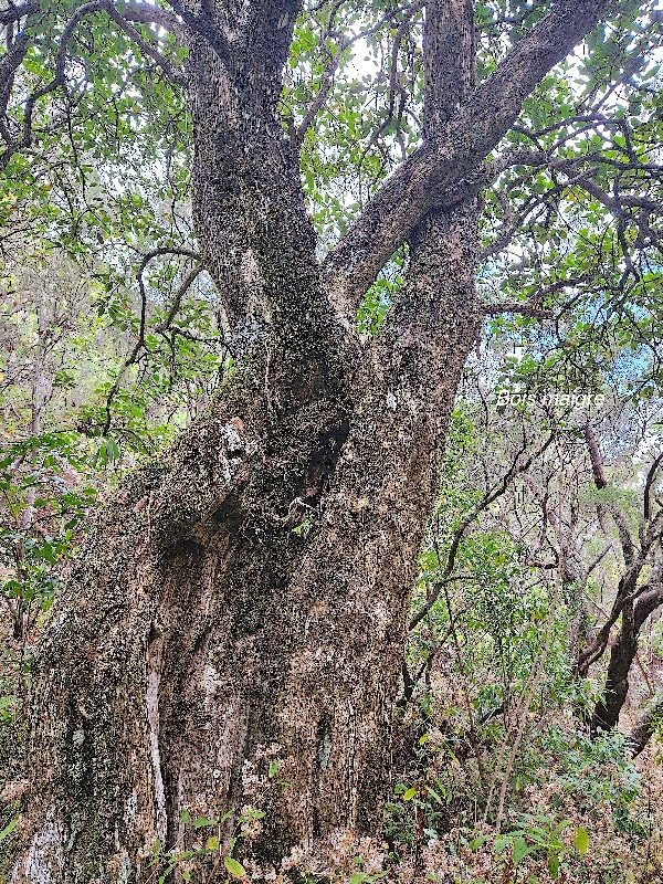 Nuxia verticillata Bois maigre Stilbaceae Endémique La Réunion, Maurice 919.jpeg