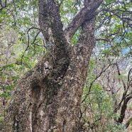 Nuxia verticillata Bois maigre Stilbaceae Endémique La Réunion, Maurice 919.jpeg