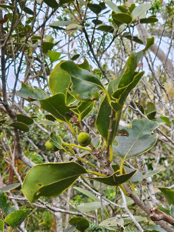 Ocotea obtusata Cannelle marron Lauraceae Endémique La Réunion, Maurice 59.jpeg