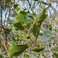 Ocotea obtusata Cannelle marron Lauraceae Endémique La Réunion, Maurice 59.jpeg