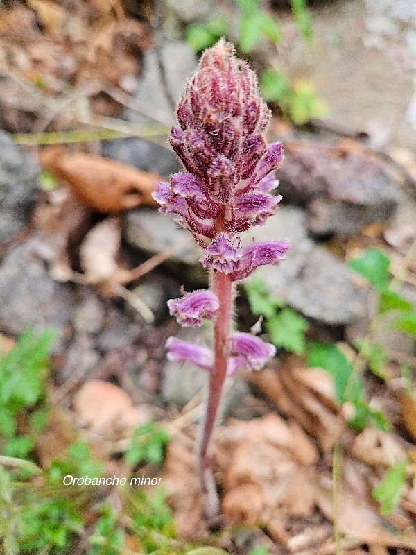 Orobanche minor Orobanchaceae Amphinaturalisé 246.jpeg