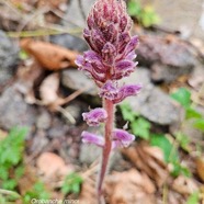 Orobanche minor Orobanchaceae Amphinaturalisé 246.jpeg