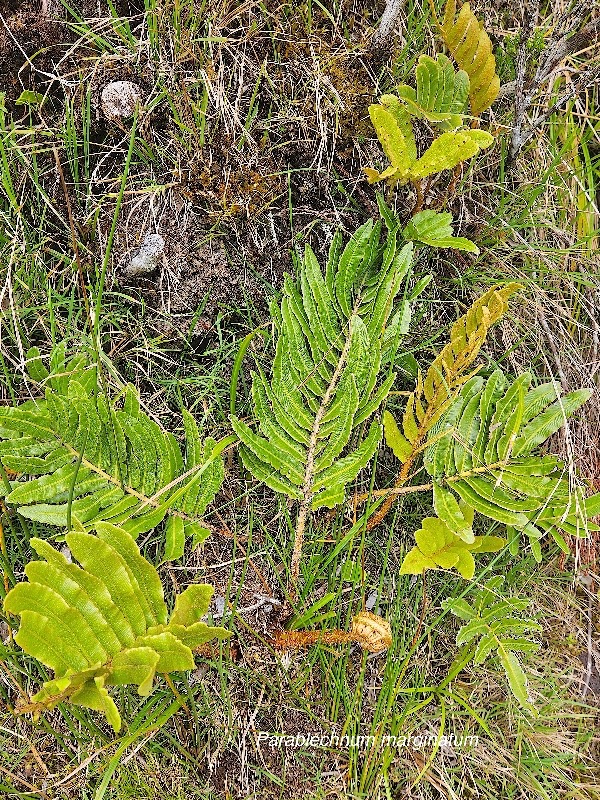 Parablechnum marginatum Blechnaceae Indigène La Réunion 53.jpeg