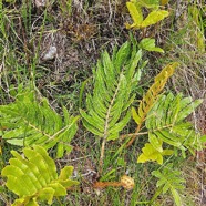 Parablechnum marginatum Blechnaceae Indigène La Réunion 53.jpeg