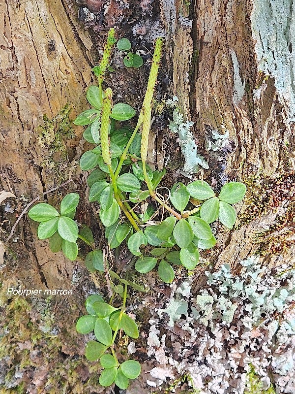 Peperomia tetraphylla  Pourpier marron Piperaceae Indigène La Réunion 549.jpeg