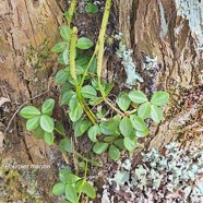 Peperomia tetraphylla  Pourpier marron Piperaceae Indigène La Réunion 549.jpeg