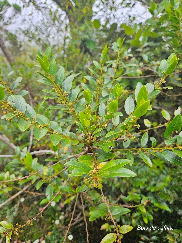 Phyllanthus phillyreifolius Bois de cafrine Phyllanthaceae Endémique La Réunion, Maurice 844.jpeg