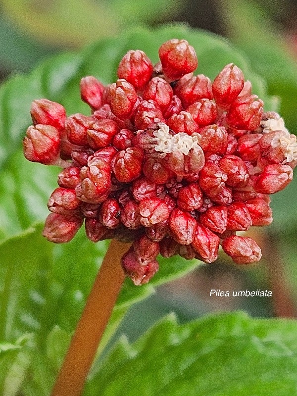 Pilea umbellata Urticaceae E ndémique La réunion 37.jpeg