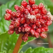 Pilea umbellata Urticaceae E ndémique La réunion 37.jpeg