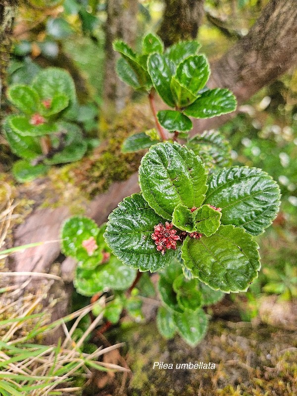 Pilea umbellata urticaceae Endémique La Réunion 24.jpeg